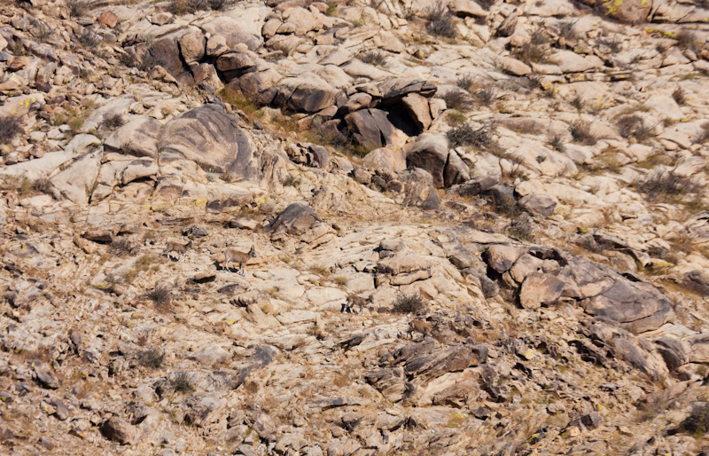 Siberian Ibex